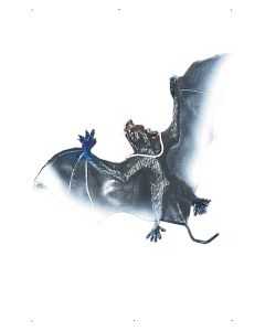 Large Vampire Bat on Elastic (SM57089)