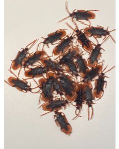 Cockroach in Bag - 25pc (IC544)